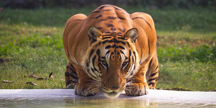 Looking for Bengal tigers in their natural habitat