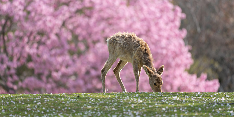 A small deer eats grass in front of a blossoming, pink sakura tree.  