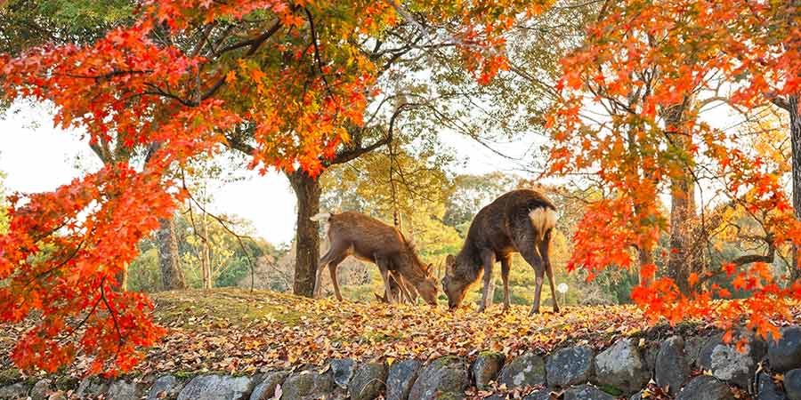 Deer in the Nara Deer Park in autumn. 